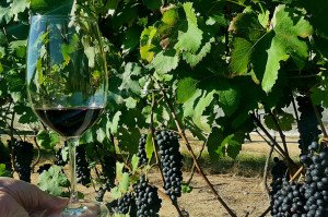 [SP] Badalada vinícola paulista Guaspari abre vinhedos à visitação e lança novo rótulo