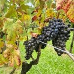 Confira as datas do evento Vinhos de Portugal, em SP e no Rio